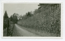 Photographie d'une allée d'arbres fruitiers de la propriété de Riond-Bosson, le 21 avril 1933