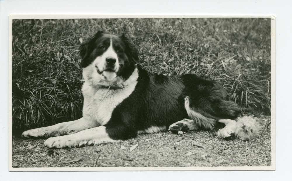 Photographie de Nero, le dernier chien de garde de Riond-Bosson