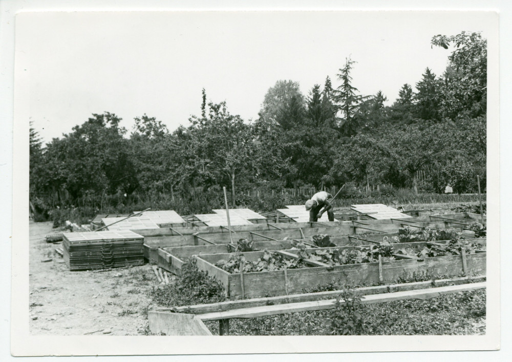 Photographie des serres à légumes de la propriété de Riond-Bosson, vers 1932-1933