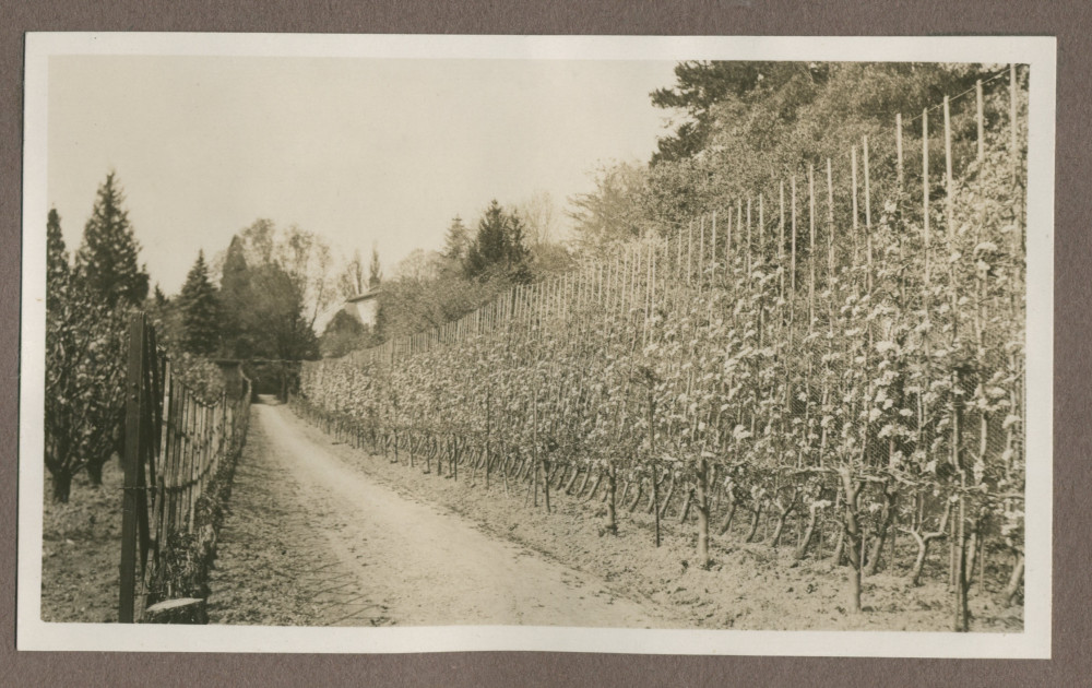 Photographie de cultures maraîchères dans le jardin de la propriété de Riond-Bosson en 1935