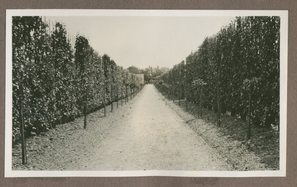 Photographie de cultures maraîchères dans le jardin de la propriété de Riond-Bosson en 1935
