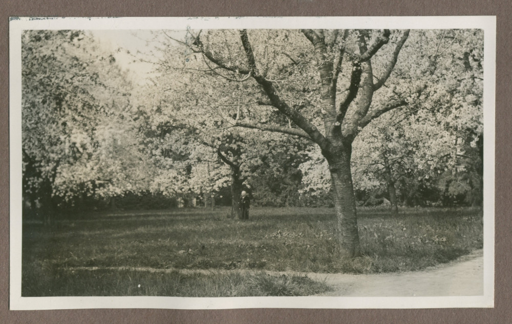 Photographie d'arbres en fleurs dans le parc de la propriété de Riond-Bosson en 1935