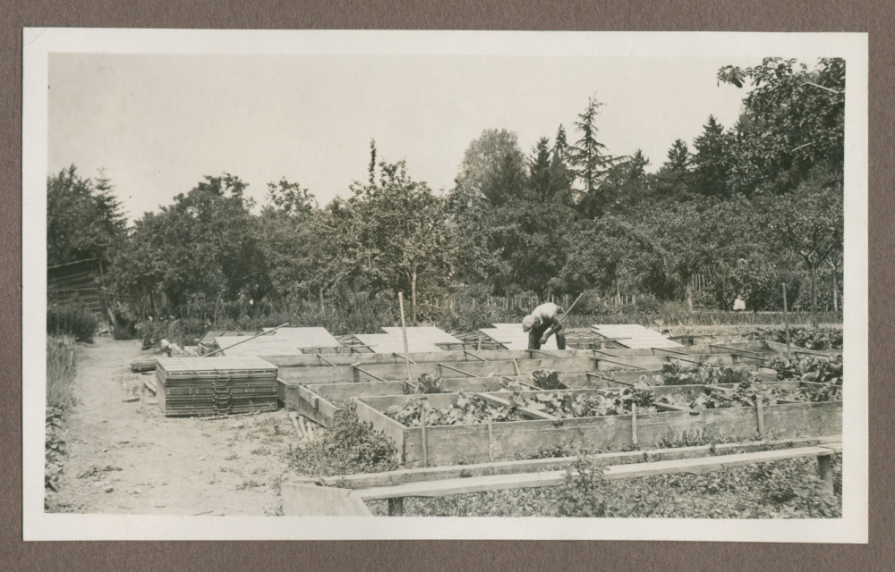 Photographie du potager dans le jardin de la propriété de Riond-Bosson en 1935, avec le jardinier Dolézal au travail