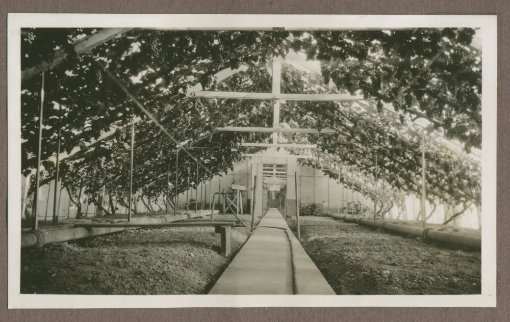 Photographie de l'intérieur de la serre à raisins dans le jardin de la propriété de Riond-Bosson en 1935