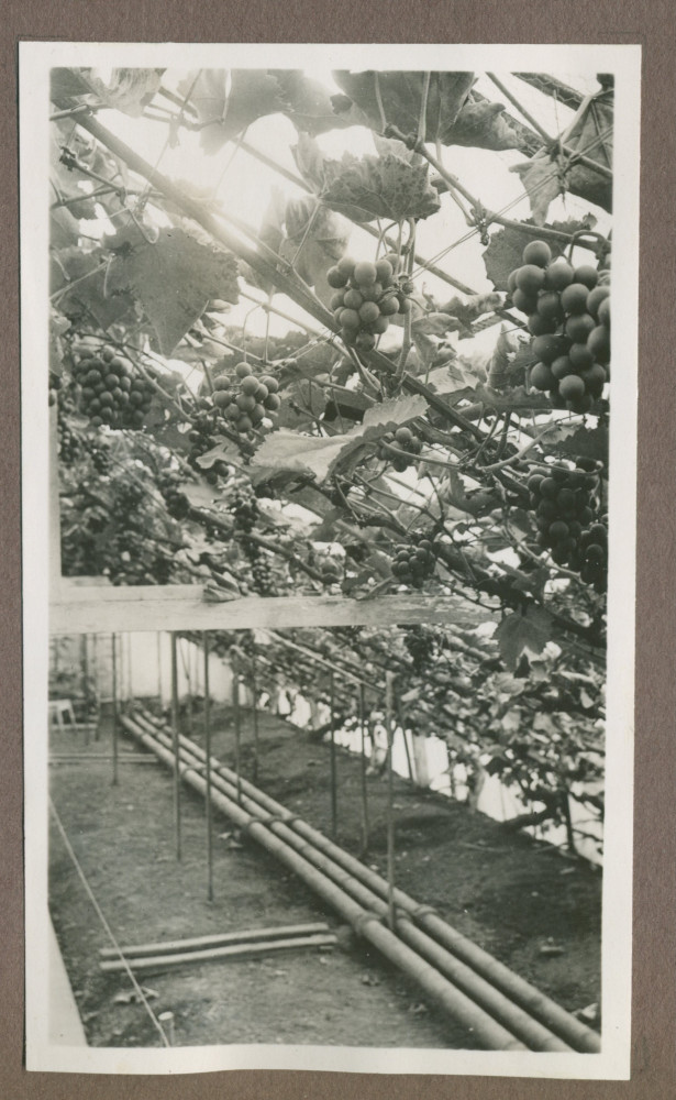Photographie de l'intérieur de la serre à raisins dans le jardin de la propriété de Riond-Bosson en 1935, avec les tuyaux de chauffage avant-gardistes