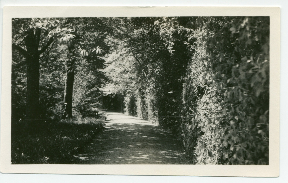 Photographie de l'allée sise à gauche de la villa de Riond-Bosson