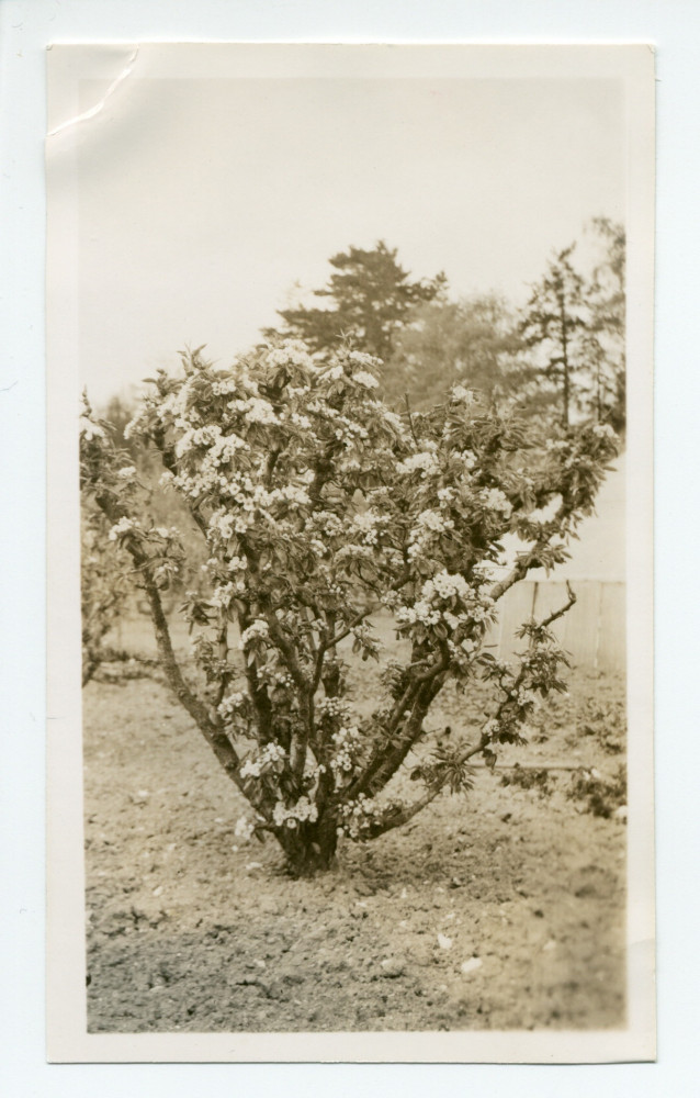 Photographie d'un amandier en fleurs de la propriété de Riond-Bosson