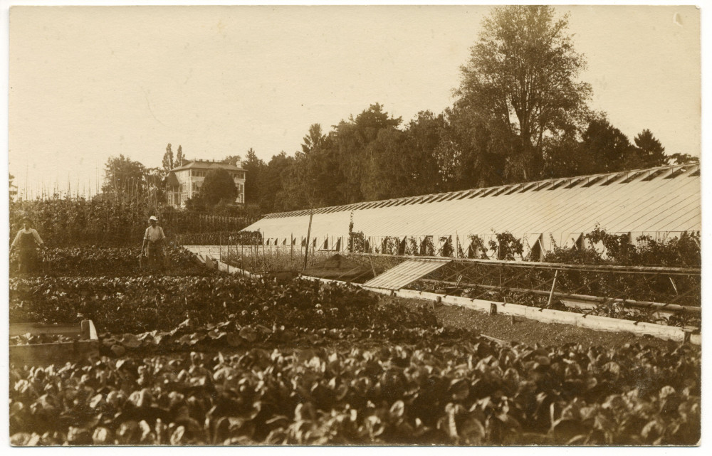Carte postale représentant les serres avec deux jardiniers, situées au sud de la villa de Riond-Bosson (à gauche en haut) – éditée par l'Union postale universelle