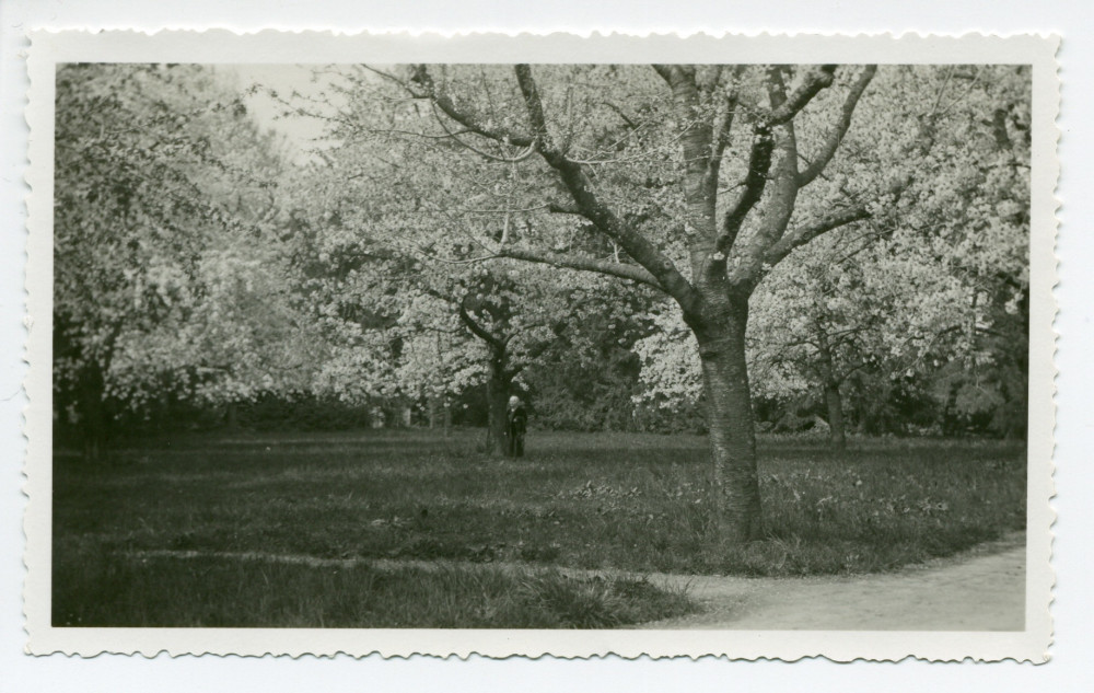 Photographie d'un champ d'arbres fruitiers de la propriété de Riond-Bosson – tirage original