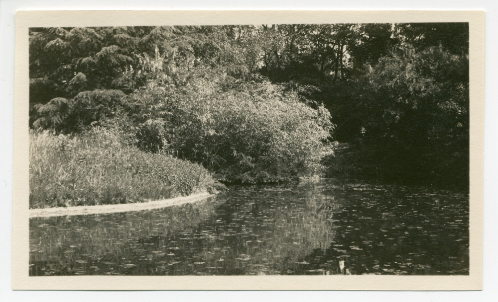 Photographies de l'étang de la propriété de Riond-Bosson avec ses poissons d'or
