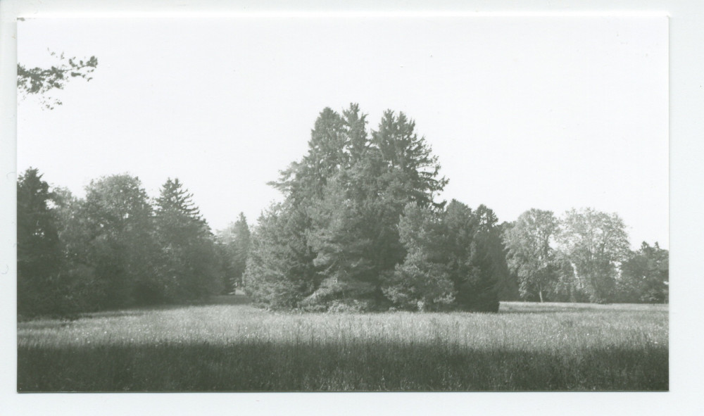 Photographies d'arbres du parc de la propriété de Riond-Bosson (a-e)
