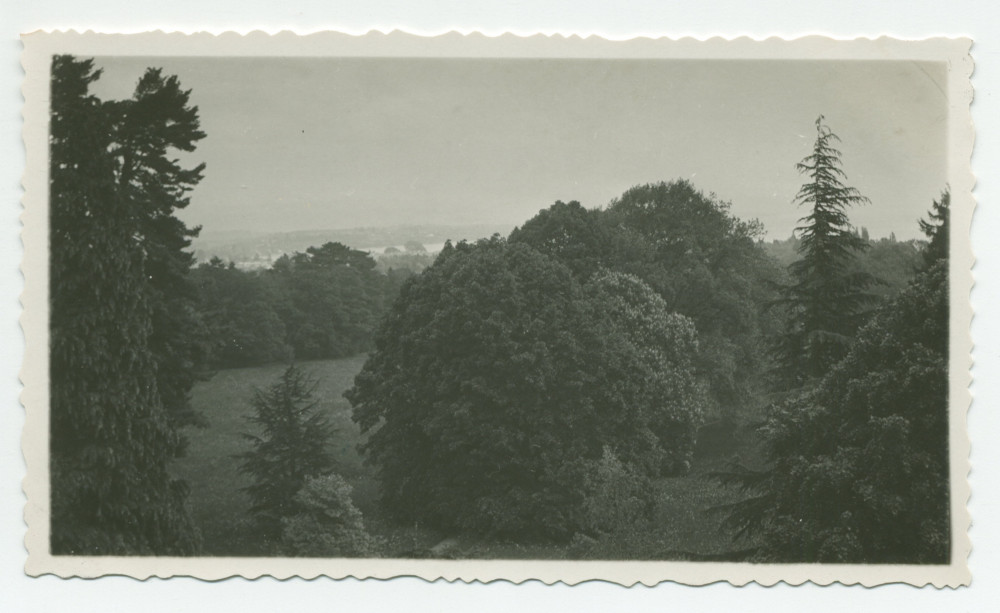 Photographie d'arbres du parc de la propriété de Riond-Bosson, depuis la terrasse du premier étage de la villa, sise côté sud – extraite d'un album de la famille Obuchowicz