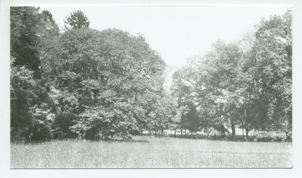 Photographies d'arbres du parc de la propriété de Riond-Bosson (f-g)