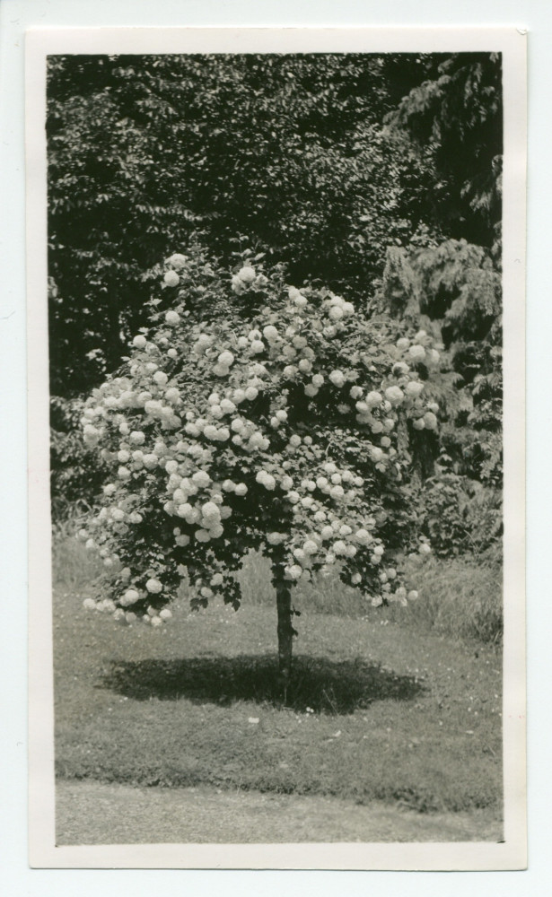 Photographie d'un petit arbre plein de fleurs rondes (hortensias?) de la propriété de Riond-Bosson
