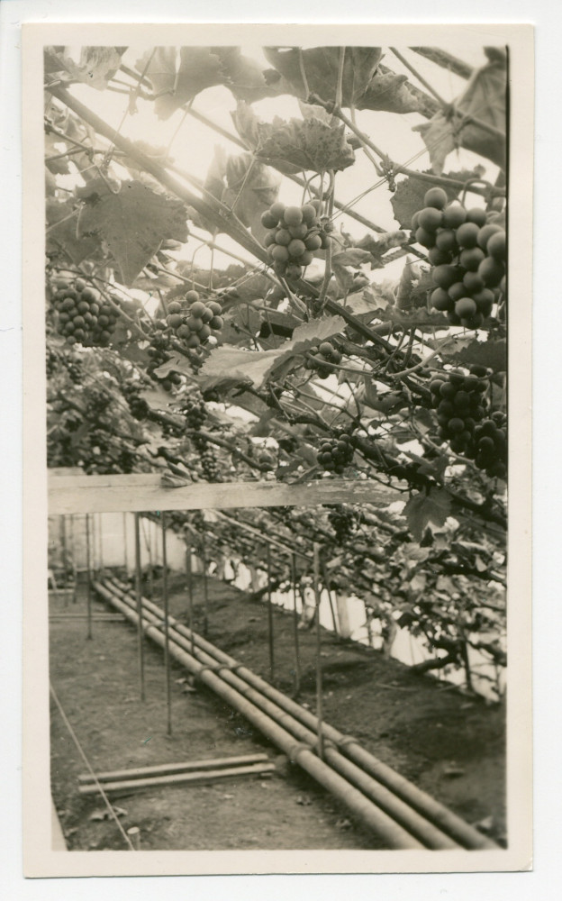 Photographie de l'intérieur d'une serre chaude à raisins de la propriété de Riond-Bosson, avec des grappes énormes