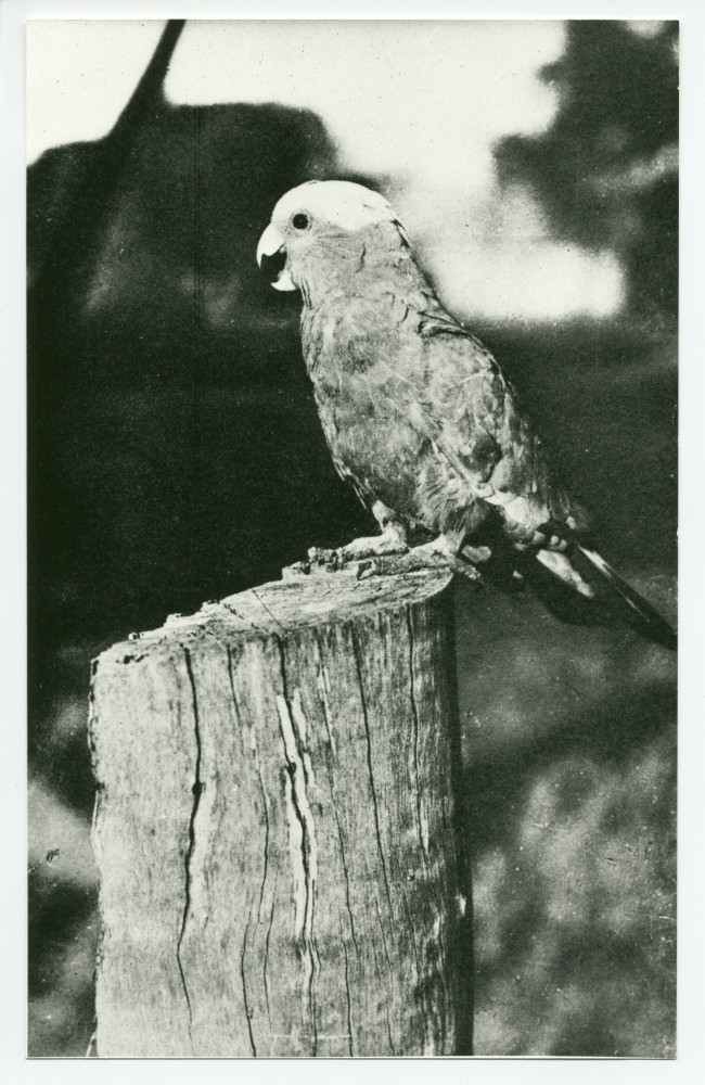 Photographie du perroquet préféré de Paderewski, Cocky Roberts, à Riond-Bosson