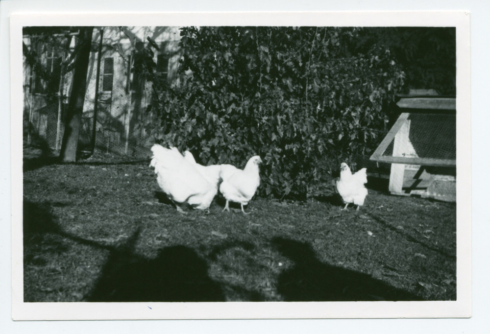 Photographie des poules primées d'Hélène Paderewska (sacrifiées durant la Première Guerre mondiale pour nourrir les réfugiés polonais), dans un enclos près du Pigeonnier à Riond-Bosson