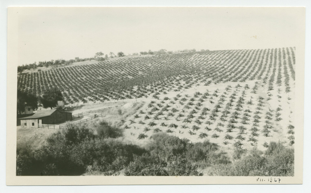 Photographie du vignoble de Winteroll au «Rancho San Ignacio» à Paso Robles, en Californie, en juillet 1927