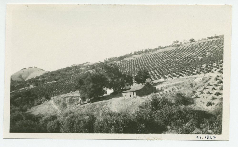 Photographie du vignoble Winteroll au «Rancho San Ignacio» à Paso Robles, en Californie, en juillet 1927