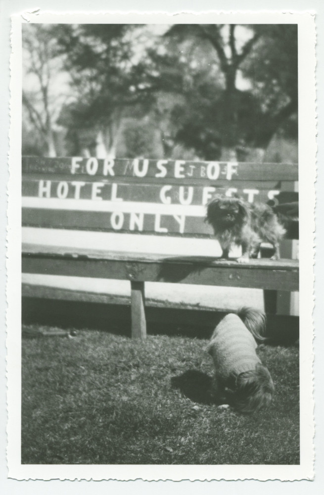 Photographie du chien Ping d'Hélène Paderewska sur un banc devant l'hôtel de Paso Robles, en Californie