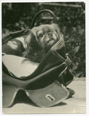 Photographie du pékinois Ping d'Hélène Paderewska, dans son sac de voyage, à Riond-Bosson