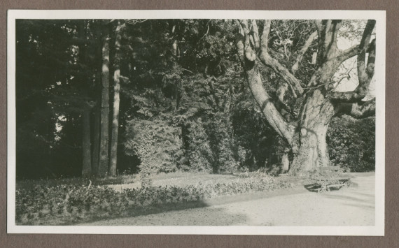 Photographie de plates-bandes le long de l'allée intérieure menant au portail nord de la propriété de Riond-Bosson en 1935