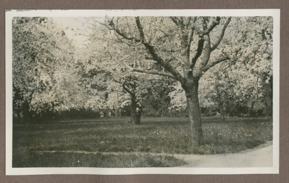Photographie d'arbres en fleurs dans le parc de la propriété de Riond-Bosson en 1935