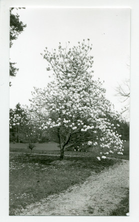 Photographie d'un arbre en fleurs de la propriété de Riond-Bosson
