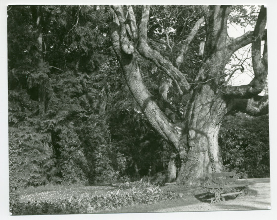 Photographie du catalpa (arbre «trompette») planté face à l'entrée principale (nord) de la propriété de Riond-Bosson