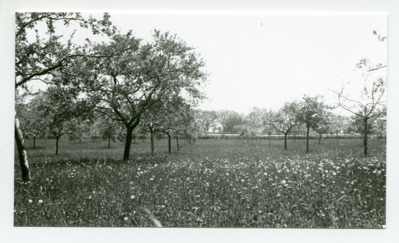 Photographies d'un champ d'arbres fruitiers de la propriété de Riond-Bosson