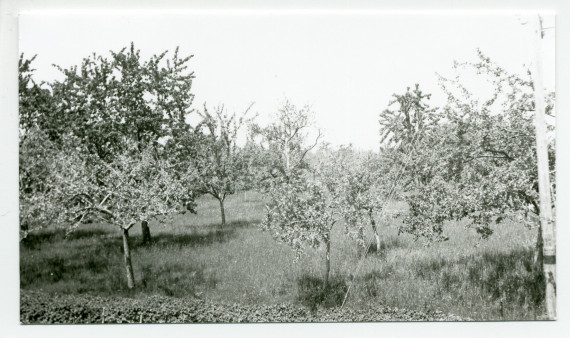 Photographies d'un champ d'arbres fruitiers de la propriété de Riond-Bosson