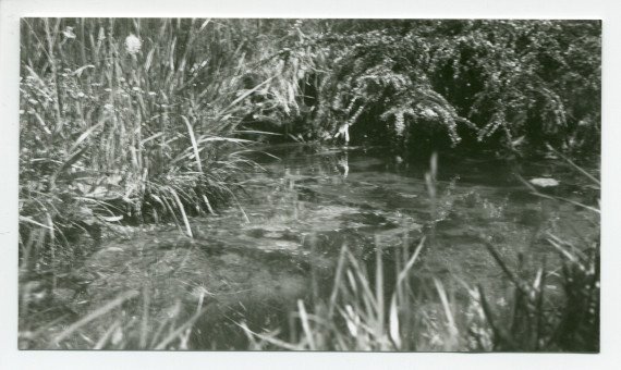 Photographie de détail de l'étang de la propriété de Riond-Bosson