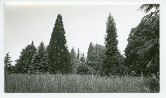 Photographies d'arbres du parc de la propriété de Riond-Bosson (a-e)