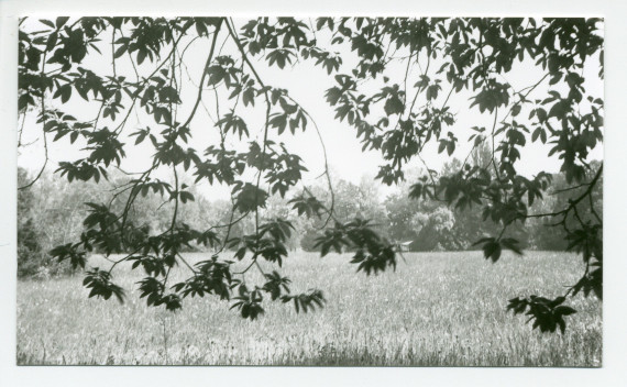 Photographie du parc de la propriété de Riond-Bosson derrière des feuilles d'arbre