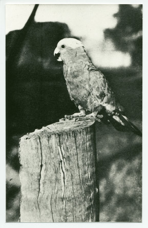 Photographie du perroquet préféré de Paderewski, Cocky Roberts, à Riond-Bosson