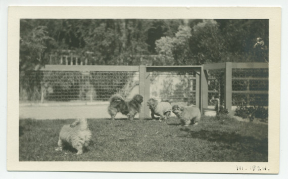 Photographie du chien Ping d'Hélène Paderewska en compagnie des chiens de Mrs Tape à Paso Robles, en Californie, en mars 1924