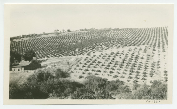 Photographie du vignoble de Winteroll au «Rancho San Ignacio» à Paso Robles, en Californie, en juillet 1927
