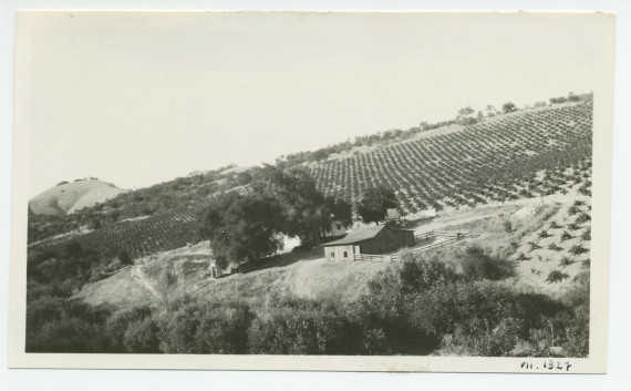 Photographie du vignoble Winteroll au «Rancho San Ignacio» à Paso Robles, en Californie, en juillet 1927