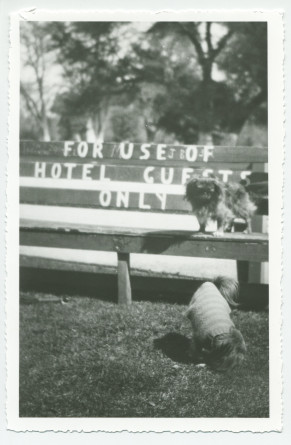 Photographie du chien Ping d'Hélène Paderewska sur un banc devant l'hôtel de Paso Robles, en Californie