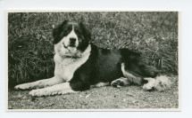 Photographie de Nero, le dernier chien de garde de Riond-Bosson