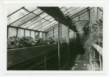 Photographie de l'intérieur d'une serre chaude de la propriété de Riond-Bosson, avec des plantes rares, vers 1932-1933