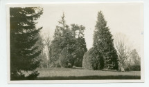 Photographie d'arbres du parc de la propriété de Riond-Bosson – tirage original du 19 avril 1935