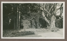 Photographie de plates-bandes le long de l'allée intérieure menant au portail nord de la propriété de Riond-Bosson en 1935