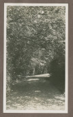 Photographie d'une allée arborisée dans le jardin de la propriété de Riond-Bosson en 1935