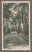 Photographie d'une allée arborisée dans le jardin de la propriété de Riond-Bosson en 1935