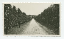 Photographie d'une allée d'arbres fruitiers de la propriété de Riond-Bosson – extraite d'un album de la famille Obuchowicz