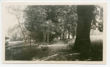 Photographie de l'allée de chênes et de marronniers menant à la maison du jardinier, tout au bas du parc de la propriété de Riond-Bosson