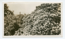 Photographie de buissons (?) en fleurs de la propriété de Riond-Bosson