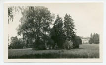 Photographie du cimetière des animaux de la villa de Riond-Bosson, sis sous des arbres dans le parc côté sud, avec en arrière-plan la façade sud de la villa
