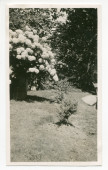 Photographie d'hortensias dans le parc de la propriété de Riond-Bosson